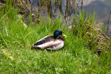 Görüntü vahşi bir drake ve bir ördek gölet üzerinde yelken bir hayvan