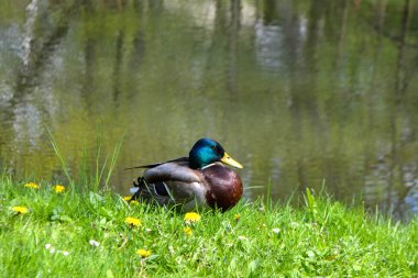 Görüntü vahşi bir drake ve bir ördek gölet üzerinde yelken bir hayvan
