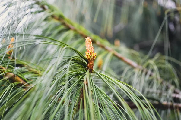A twig of pine and a young pine cone. — Stock Photo, Image