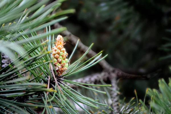 Twig Pine Young Pine Cone High Quality Photo — 스톡 사진