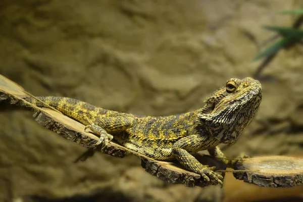 伊瓜纳是蜥蜴科的爬行动物 关在笼子里 看看鬣蜥的鳞片 伊瓜纳 动物园 野生动物 爬行动物 野生动物 — 图库照片