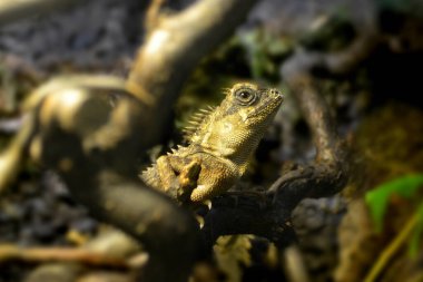 İguana iguana ailesinde kertenkele bir sürüngendir.