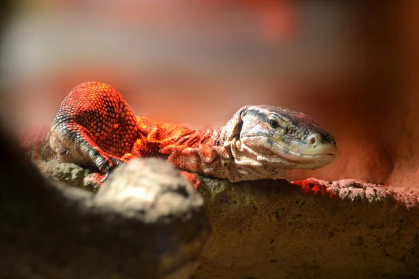 Reptilien, Wüstenbewohner, saugende Tierwüste — Stockfoto
