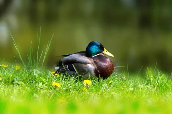 Beautiful colorful mallard or wild duck — Φωτογραφία Αρχείου