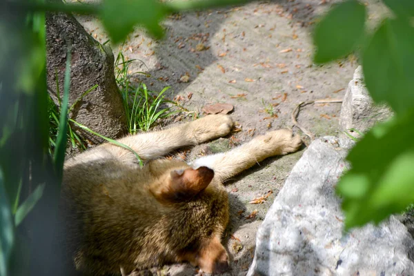 Yaprakta dinlenen vahşi bir kedi.