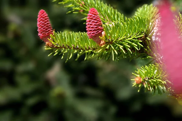 Blue Hoopsi spruce with fresh new red cones — Stock Fotó