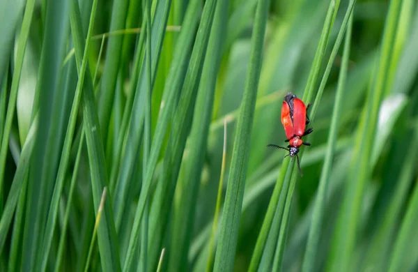 Schöne Lilioceris merdigera auf grünem Gras — Stockfoto