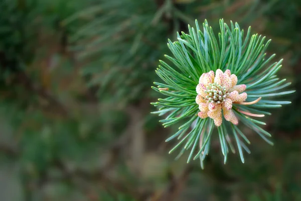 Twig Pine Young Pine Cone High Quality Photo — 스톡 사진