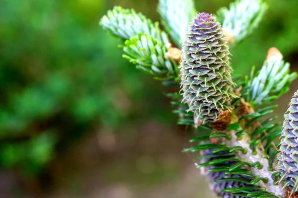 松の小枝と若い松のコーン 高品質の写真 — ストック写真