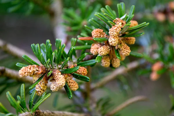 Twig Pine Young Pine Cone High Quality Photo — 스톡 사진