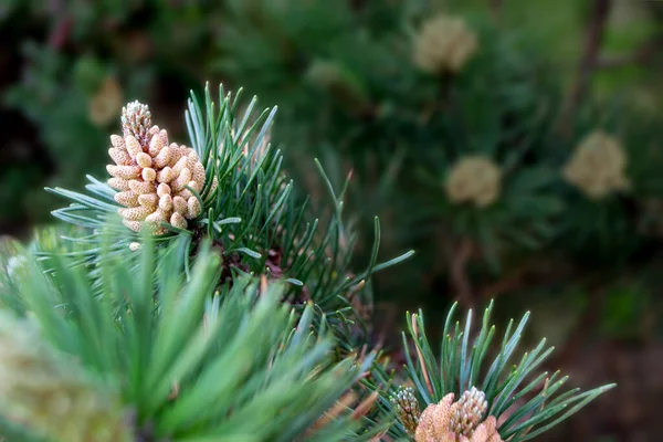 Twig Pine Young Pine Cone High Quality Photo — 스톡 사진