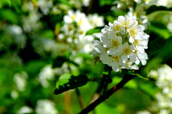 Liście Kwiatów Jabłoni Lub Wiśni Kwitną Wiosną Wiosenny Kwiat Ogrodzie — Zdjęcie stockowe