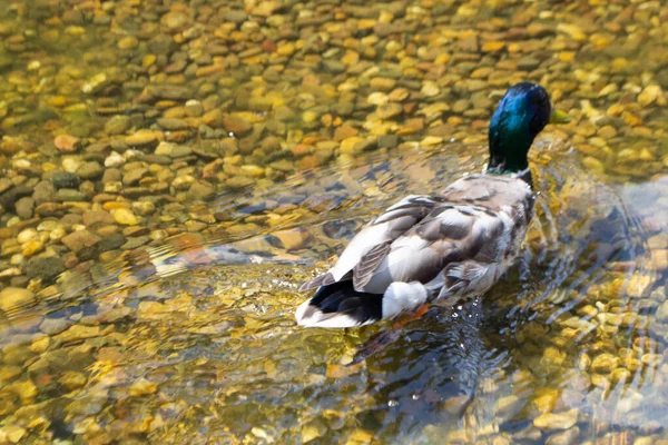 Image of an animal a wild drake and a duck sail on a pond. High quality photo