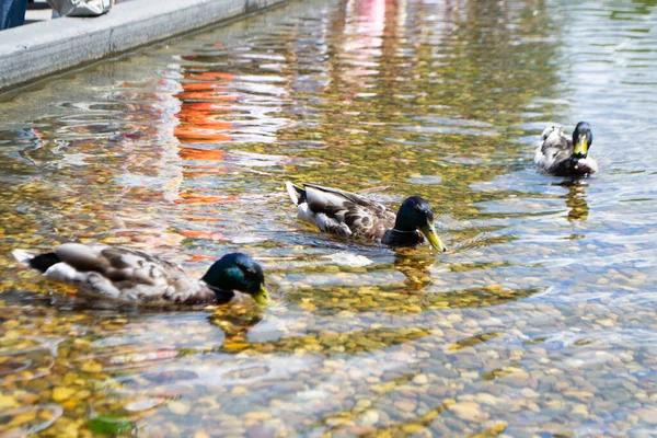 Image of an animal a wild drake and a duck sail on a pond. High quality photo