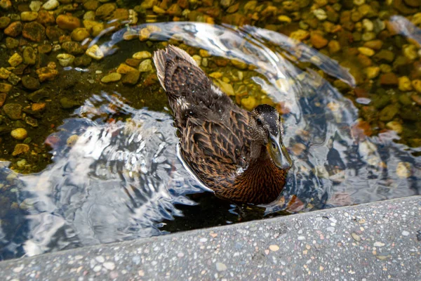 Image of an animal a wild drake and a duck sail on a pond. High quality photo