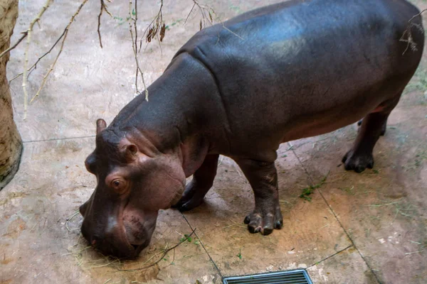 Grupo Hipopótamos Anfibios Hipopótamos Comunes Sur Luangwa Foto Alta Calidad — Foto de Stock