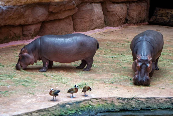 Grupo Hipopótamos Anfibios Hipopótamos Comunes Sur Luangwa Foto Alta Calidad — Foto de Stock