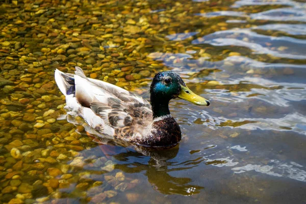 Image of an animal a wild drake and a duck sail on a pond. High quality photo