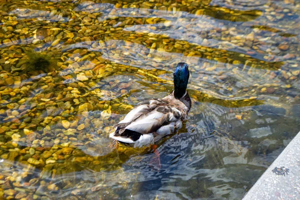 Image of an animal a wild drake and a duck sail on a pond. High quality photo