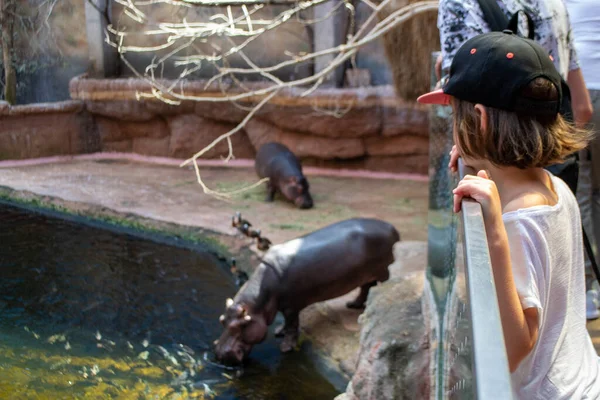 Chica Mirando Hippopotamus Anfibio Hipopótamo Zoo Foto Alta Calidad — Foto de Stock