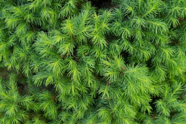 Yeşil renkli kozalaklı ağaç dalları - modaya uygun doğal arkaplan dekorasyonu Yüksek kaliteli fotoğraf