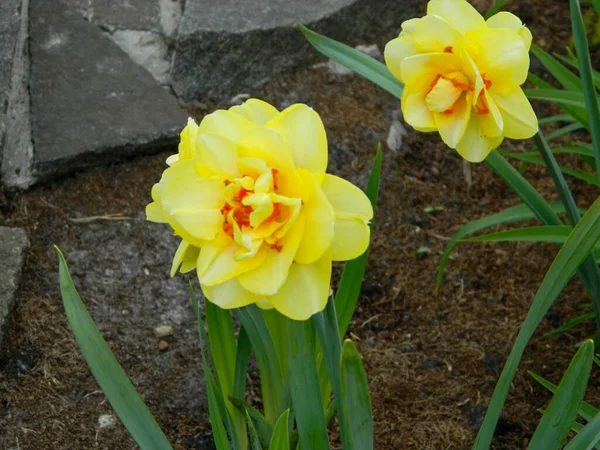 Spring Tulips Bloom Yellow Green Colors High Quality Photo — Foto de Stock