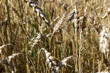 Wheat field. Ears of golden wheat close up. Beautiful Nature Sunset Landscape. Rural Scenery under Shining Sunlight. Background of ripening ears of wheat field. Rich harvest Concept High quality photo