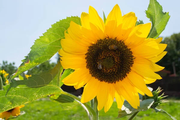 Bee Collecting Pollen Sunflowers Head Nature High Quality Photo — Stockfoto