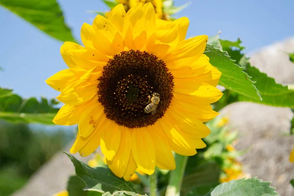 Bee Collecting Pollen Sunflowers Head Nature High Quality Photo — Stockfoto