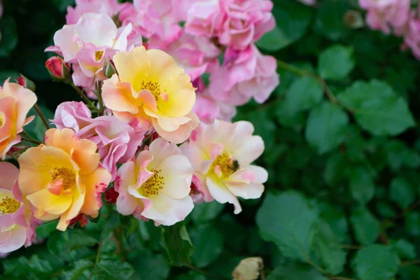 Крупный План Розовой Розы Темно Зеленом Фоне Высококачественное Фото Высокое — стоковое фото