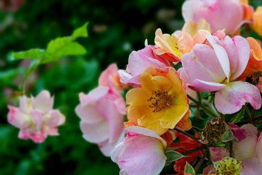Koyu yeşil arka planda pembe bir gülü yakından çek. Yüksek kalite fotoğraf. Yüksek kalite fotoğraf