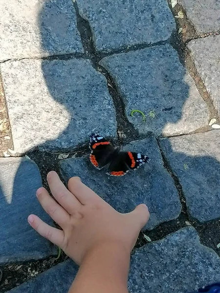 Jongen Probeert Een Vlinder Vangen Met Zijn Hand Schaduw Van — Stockfoto