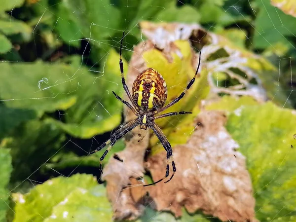 Makro Örümceği Yakından Çek Vahşi Doğadaki Örümcek Ağı Örüyor Zehirli — Stok fotoğraf