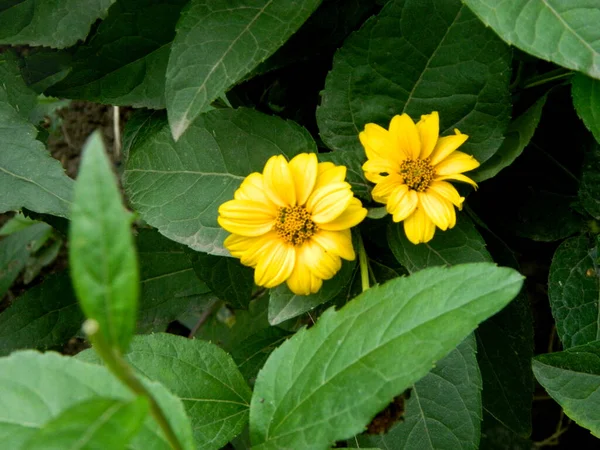 Bright Yellow Rudbeckia Black Eyed Susan Flowers Garden Bee Pollinating — Stock Photo, Image