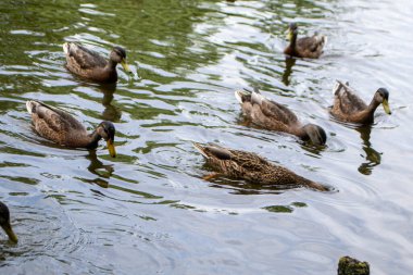 Ördekler bulutlu bir günde gölet hayatının tadını çıkarıyorlar. Yüksek kalite fotoğraf