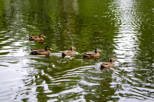 Patos Desfrutando Vida Lagoa Durante Dia Nublado Foto Alta Qualidade — Fotografia de Stock