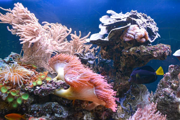 Podwodna Rafa Oceaniczna Morski Anemon Życia Wysokiej Jakości Zdjęcie — Zdjęcie stockowe