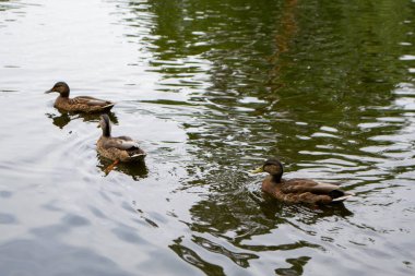 Ördekler bulutlu bir günde gölet hayatının tadını çıkarıyorlar. Yüksek kalite fotoğraf