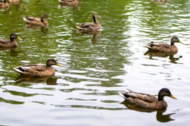 Ördekler bulutlu bir günde gölet hayatının tadını çıkarıyorlar. Yüksek kalite fotoğraf