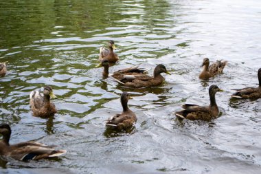 Ördekler bulutlu bir günde gölet hayatının tadını çıkarıyorlar. Yüksek kalite fotoğraf
