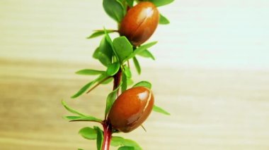 Ahşap arka planda yeşil yapraklı Argan fındıkları. 