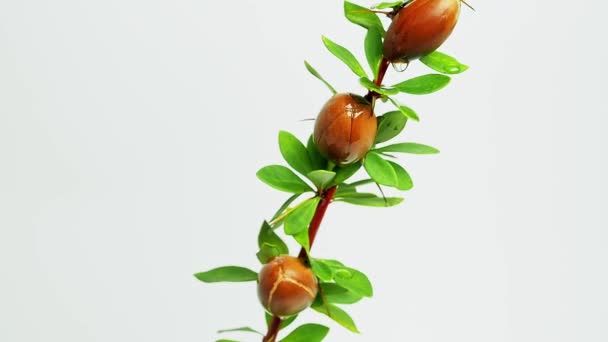 Nueces de argán con hojas verdes en movimiento sobre un fondo blanco aislado. gotas de aceite caen desde arriba — Vídeos de Stock