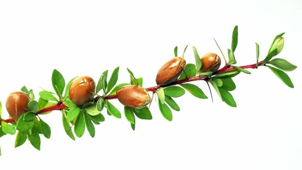 Argan nuts on a branch with green leaves and thorns on an isolated white background — Stock Video