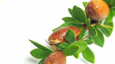 Bir dalda Argan fındığı. Beyaz üzerine Argania spinosa 'nın ağaç dalı. İzole edilmiş beyazı kapat 