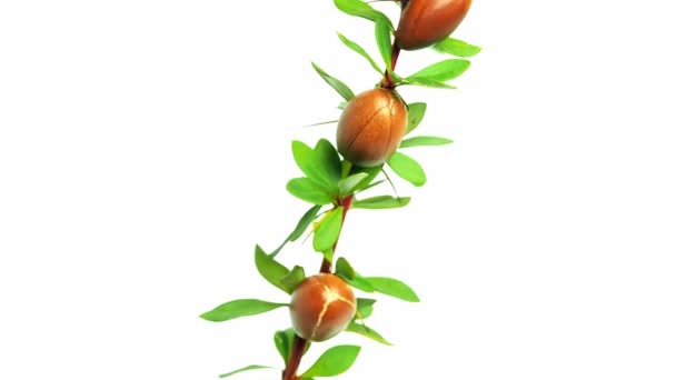 Nueces de argán con hojas verdes en movimiento sobre un fondo blanco aislado. gotas de aceite caen desde arriba — Vídeos de Stock