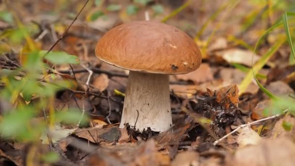 Human hand picks a white mushroom. Looking for mushrooms in the forest. Male hand pick a big cep mushroom in a forest in autumn. Forest mushroom picking season. Edible boletes. A big beautiful — Stockvideo