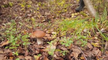 İnsan eli beyaz bir mantar seçer. Ormanda mantar arıyorum. Erkek eli sonbaharda ormanda büyük bir sepet mantarı toplar. Orman mantarı toplama mevsimi. Yenilebilir civata. Çok güzel.