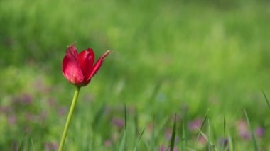 Rüzgarda sallanan kırmızı lale. Bulanık yeşil çimen arkaplanı.