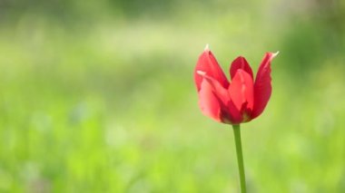 Rüzgarda sallanan kırmızı lale. Bulanık yeşil çimen arka planı. Makro çekim.