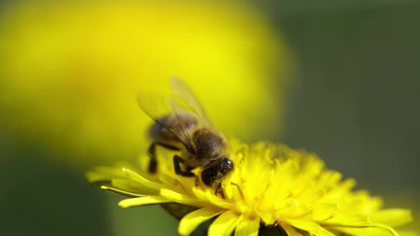 黄色タンポポの蜜を飲む花粉粒に覆われたミツバチのクローズアップマクロビュー ぼやけた緑と黄色の背景に隔離 — ストック動画